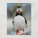 Search for puffin vertical postcards Funny