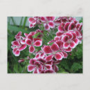 Search for dianthus postcards Garden
