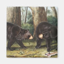 Search for black bear magnets Ursus americanus