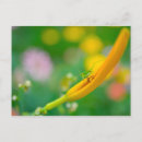Search for daylily postcards Summer