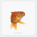 Search for one eye stickers Looking