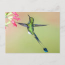 Search for tail feathers postcards Bird