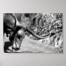 Search for longhorn posters Cattle