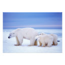 Search for threatened posters Wildlife