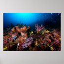 Search for underwater adventure posters Fish