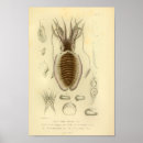 Search for cuttlefish art Ocean