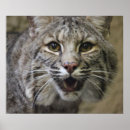 Search for bobcat posters Cute
