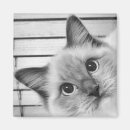 Search for ragdoll magnets Kitty