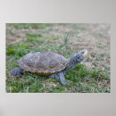 Search for diamondback posters Turtle