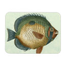 Search for fish magnets Animal