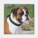 Search for white boxer dog gifts Canine