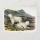 Search for goates postcards Rocky mountain goat