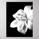 Search for white lily posters Nature