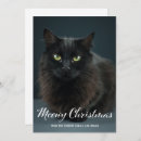 Search for cat christmas cards Script