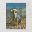 Search for beak vertical postcards Nature