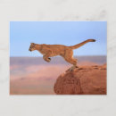 Search for barren postcards Sunny