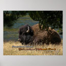 Search for american bison posters National park