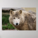 Search for wolf face posters Wild
