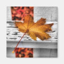 Search for fall leaf magnets Nature
