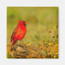 Search for cathy magnets Bird