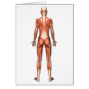 Search for trapezius Myology