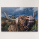 Search for highland scotland puzzles Cow