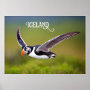 Search for puffin art Nature