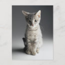 Search for kittens postcards Grey