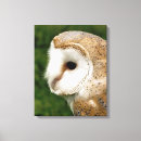 Search for barn owls canvas prints Animal