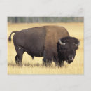 Search for steve kazlowski postcards Animal