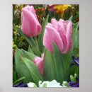 Search for nestle posters Flowers