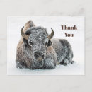 Search for bison bison cards Wildlife