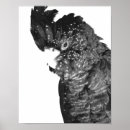 Search for black cockatoo posters Animal
