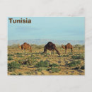 Search for north africa postcards Camels