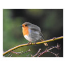 Search for rubecula European robin