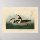 Search for grebes posters Lithograph