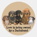 Search for dachshund stickers Animals