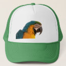 Search for macaws hats Animals