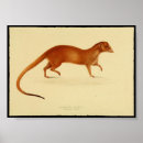 Search for vintage wildlife drawing posters Illustration