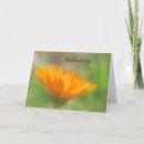 Search for calendula Orange