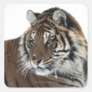 Search for tiger close up stickers Outdoors