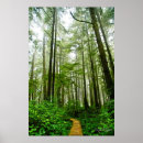 Search for rain forest posters Trees