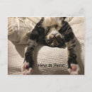 Search for hang in there cat cards Pets
