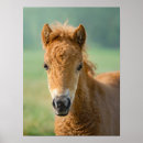 Search for shetland pony gifts Foal