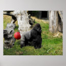 Search for silverback gorilla posters Zoo