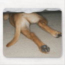 Search for innocent electronics Animal
