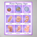 Search for foetus art Embryo