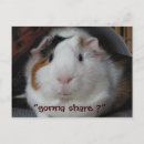 Search for cute graduation pig Birthday