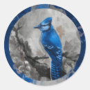 Search for bluejay stickers Nature