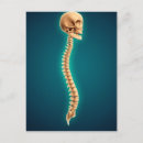 Search for human skulls postcards Skeleton